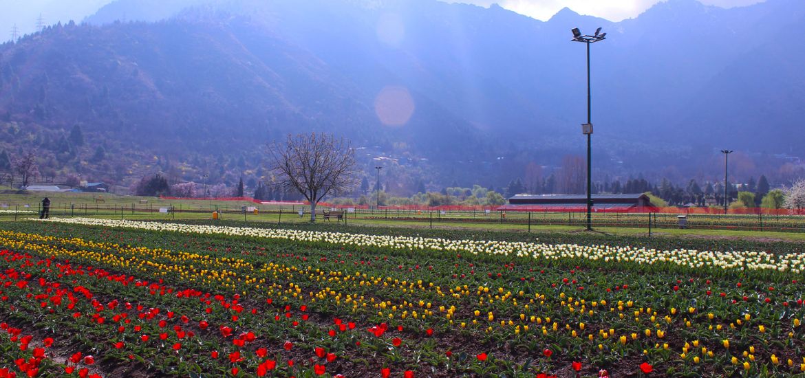 Indira Gandhi Tulip Garden