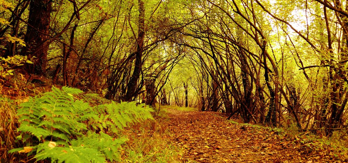 Dachigam National Park