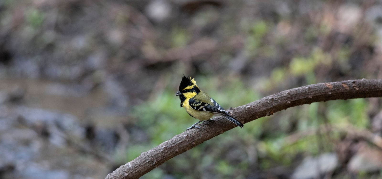 Nainital Zoo