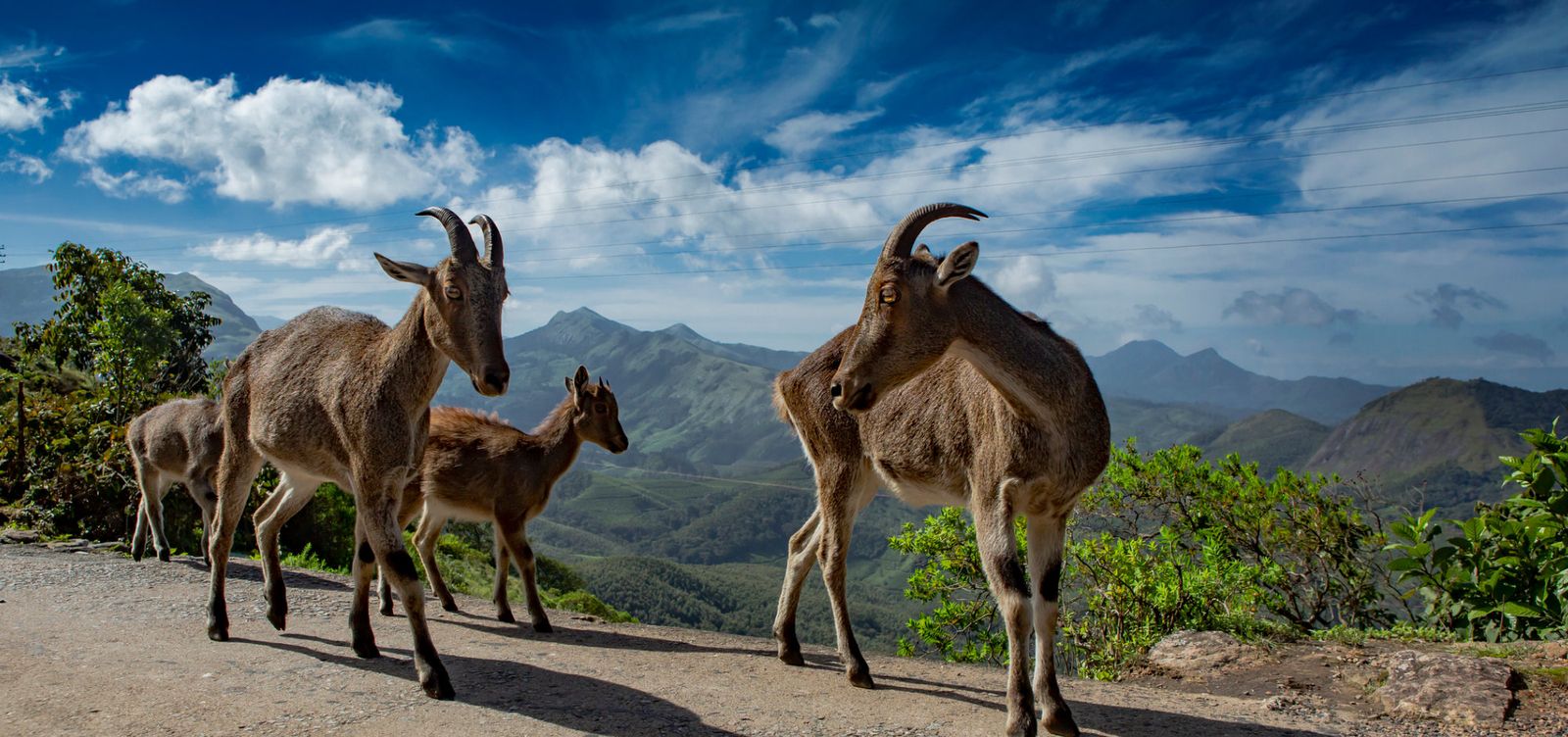 Eravikulam National Park