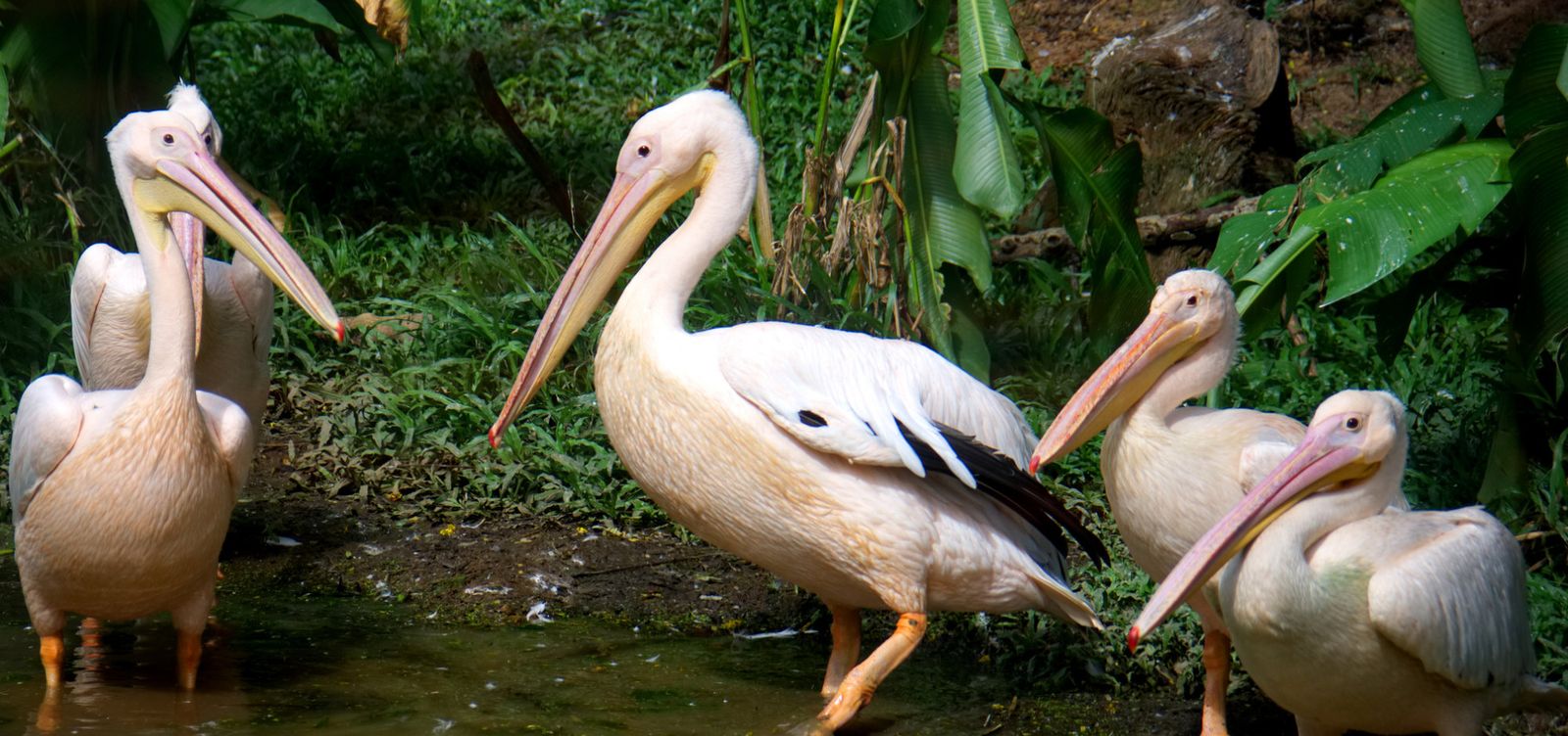 Thiruvananthapuram Zoo
