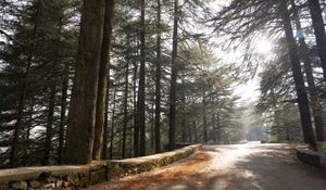 Shimla, Chail & Kasauli Heritage Family Tour