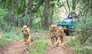 Rajasthan Wildlife & Heritage Family Package – Ranthambore & Jaipur