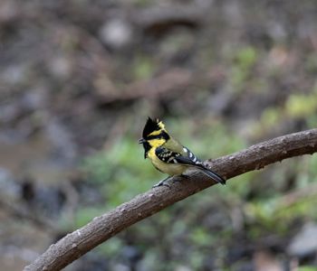 Nainital Zoo,  Zoo in Nainital