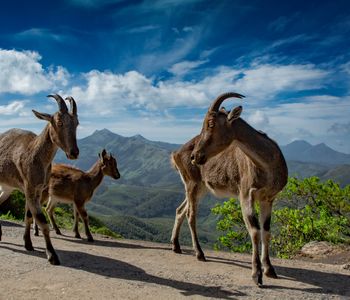 Eravikulam National Park,  National Park in Munnar