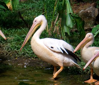 Thiruvananthapuram Zoo,  Zoo in Thiruvananthapuram