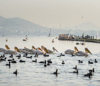 Anasagar Lake, Lake in Ajmer