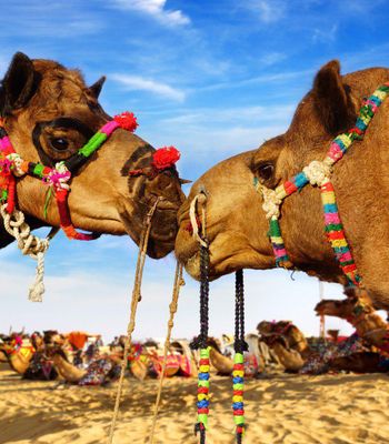 Complete Travel Guide to Bikaner, Rajasthan