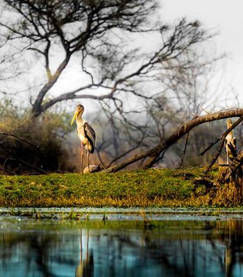 Complete Travel Guide to Bharatpur, Rajasthan