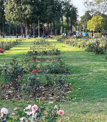 Zakir Husain Rose Garden, Chandigarh