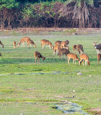 Sukhna Wildlife Sanctuary, Chandigarh