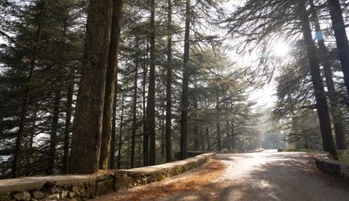 Shimla, Chail & Kasauli Heritage Family Tour