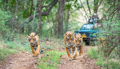 Rajasthan Wildlife & Heritage Family Package – Ranthambore & Jaipur
